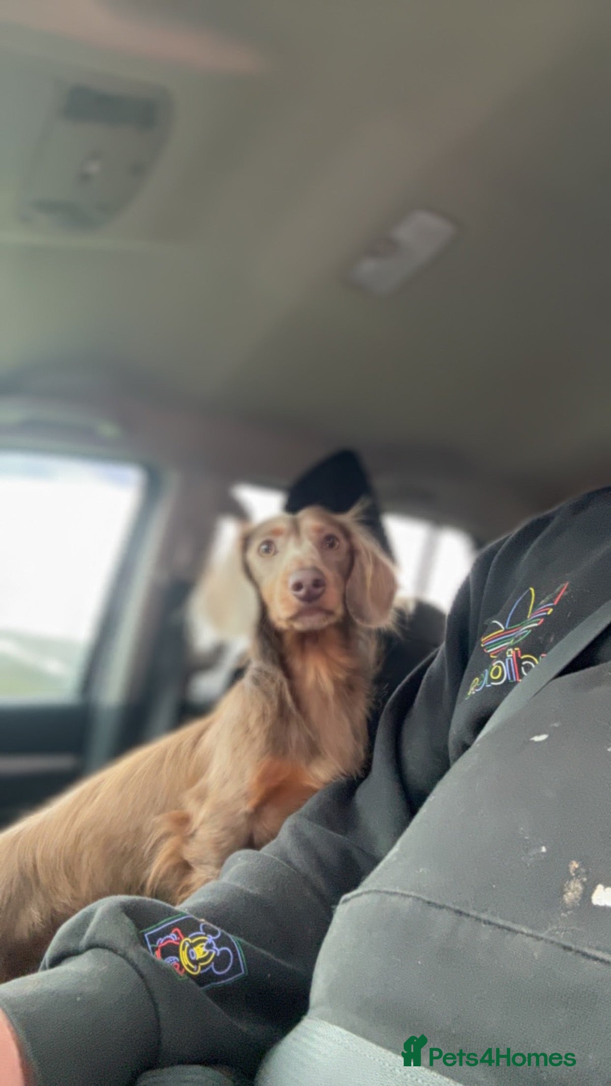 Miniature Dachshund dogs Kc miniature long haired  in Scunthorpe - Advert 24