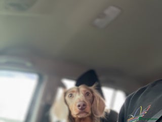 Miniature Dachshund dogs in Scunthorpe - Advert 14