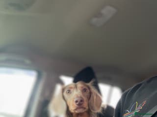 Miniature Dachshund dogs Kc miniature long haired in Scunthorpe - Advert 15