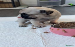 Pug dogs for sale: Pug puppies x3 girls left  - Advert 6