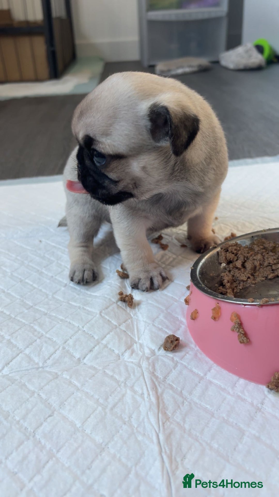 Pug dogs for sale: Pug puppies x3 girls left  - Advert 6