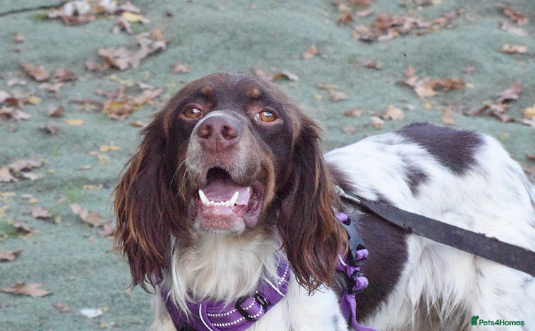 English Setter dogs - Advert 15