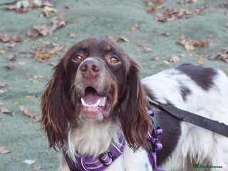 English Setter dogs - Advert 2