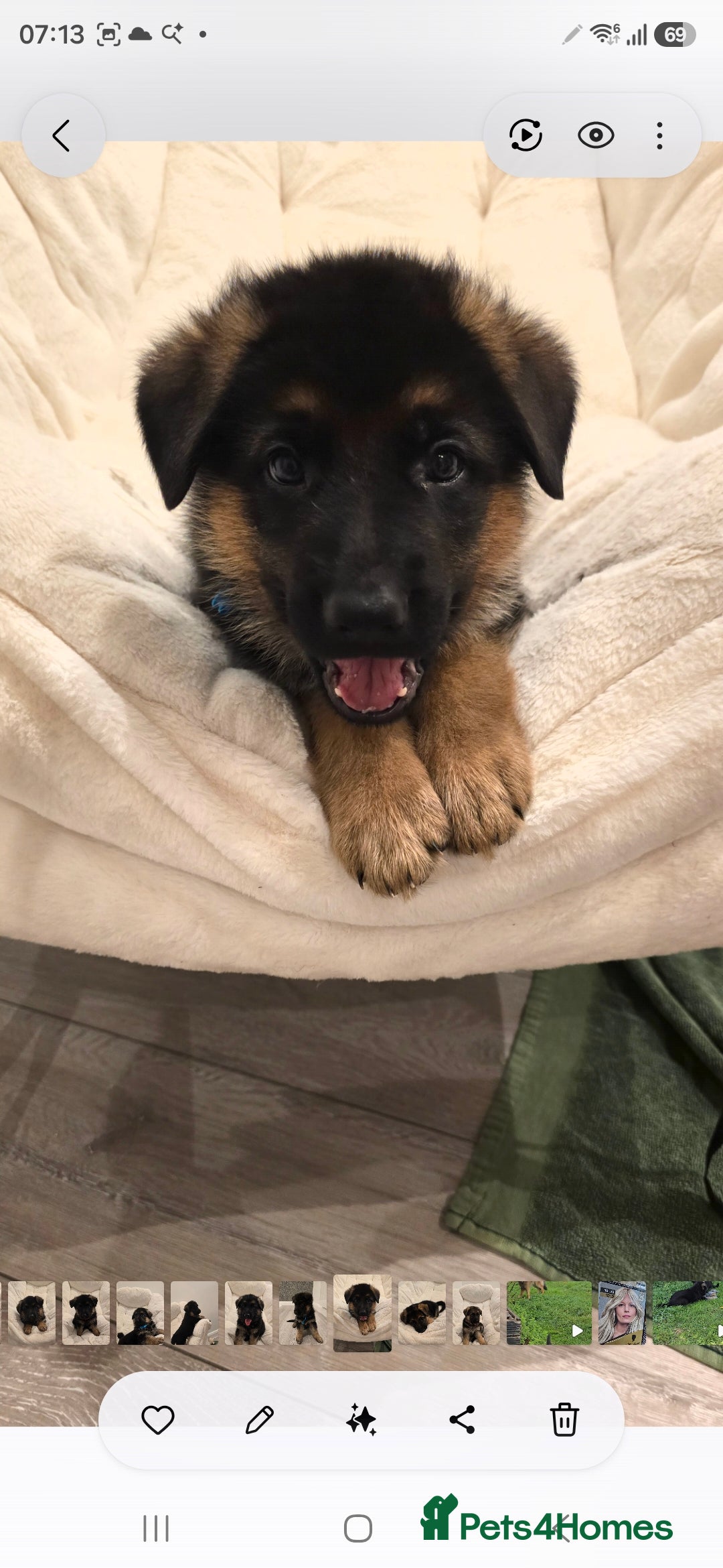 German Shepherd dogs  BEAUTIFUL GERMAN SHEPHERD PUPPIES - Advert 2