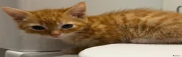 Mixed Breed cats for sale: Kittens ready for new homes now  - Advert 4