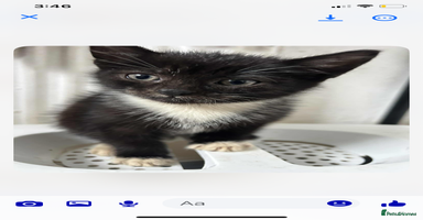 Mixed Breed cats - Advert 6
