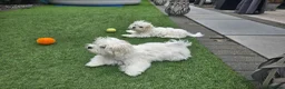 Maltese dogs for sale: Adorable Maltese Puppies for Sale - Advert 2