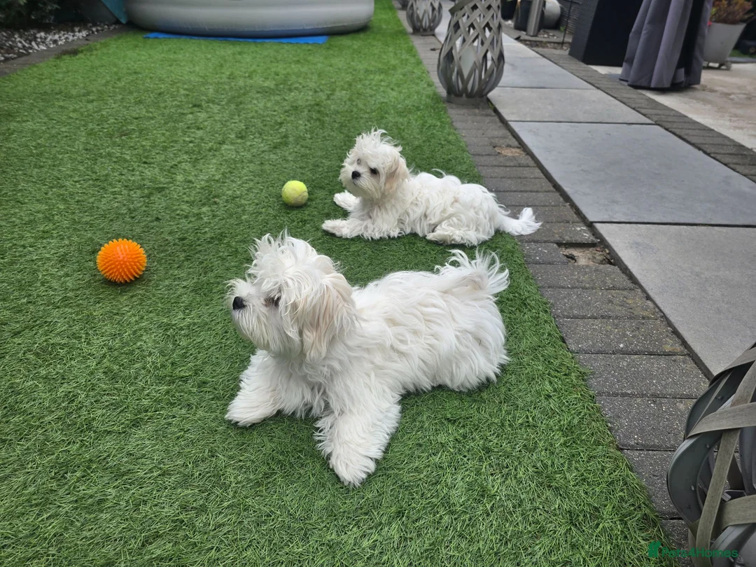 Maltese dogs for sale: Adorable Maltese Puppies for Sale - Advert 2