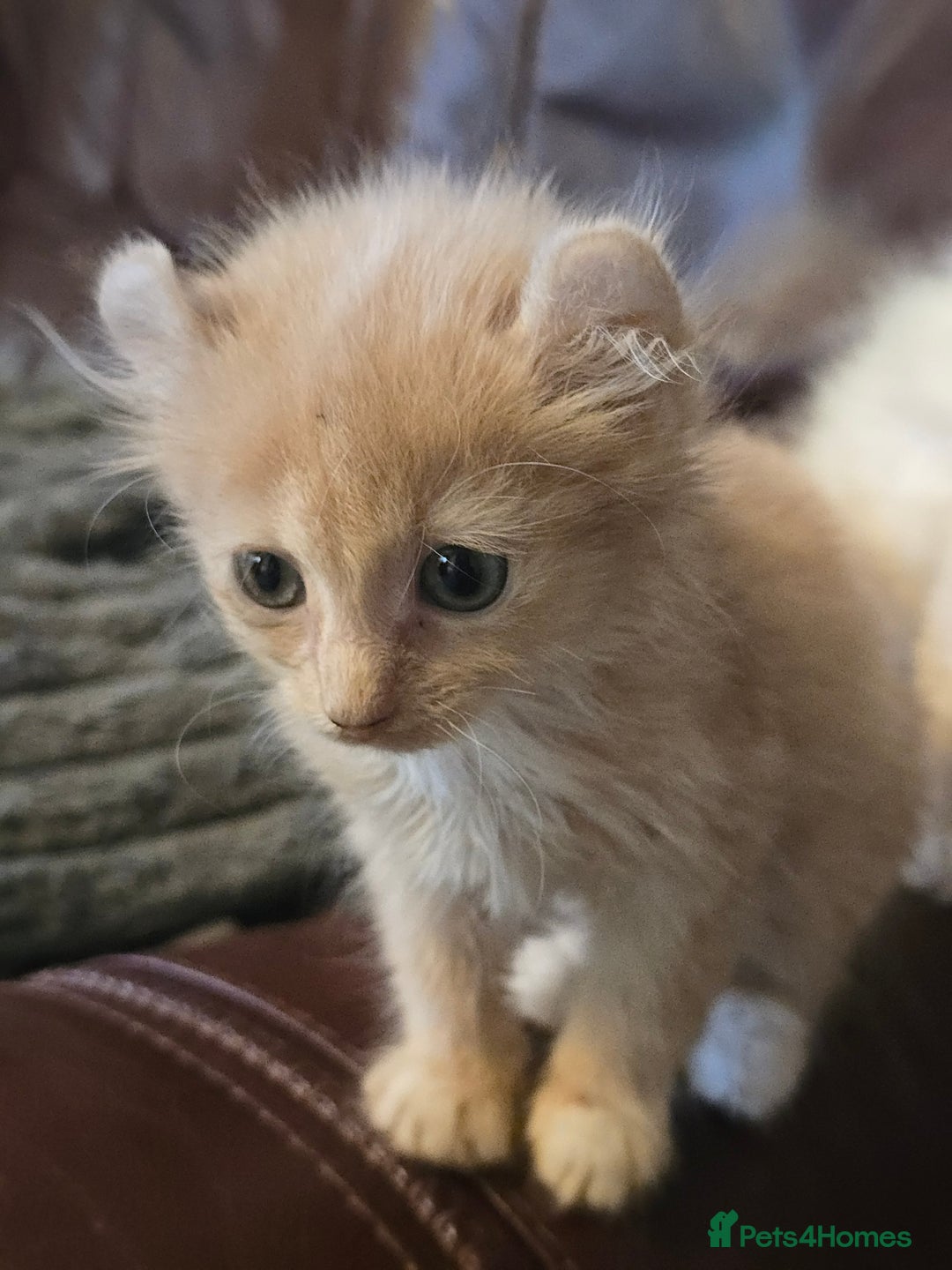 Mixed Breed cats for sale: Beautiful boy and girl  - Advert 15