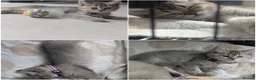 Scottish Fold cats for sale: Scottish fold/straight  - Advert 2