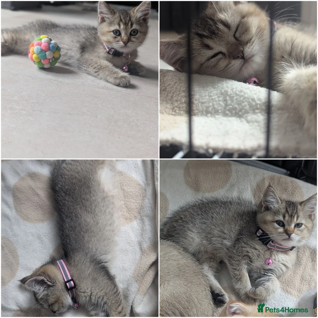Scottish Fold cats for sale: Scottish fold/straight  - Advert 2