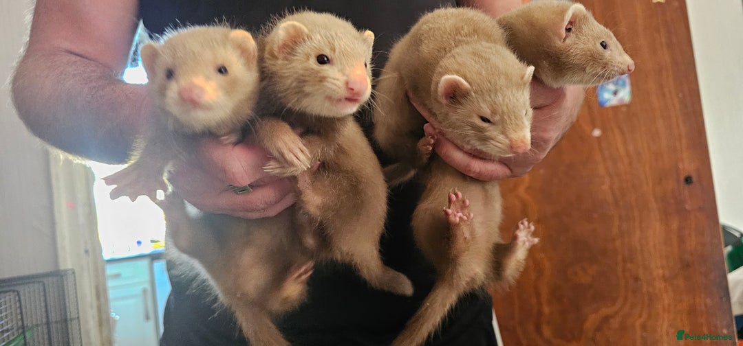 Ferret rodents for sale: Ferrets - Image 1