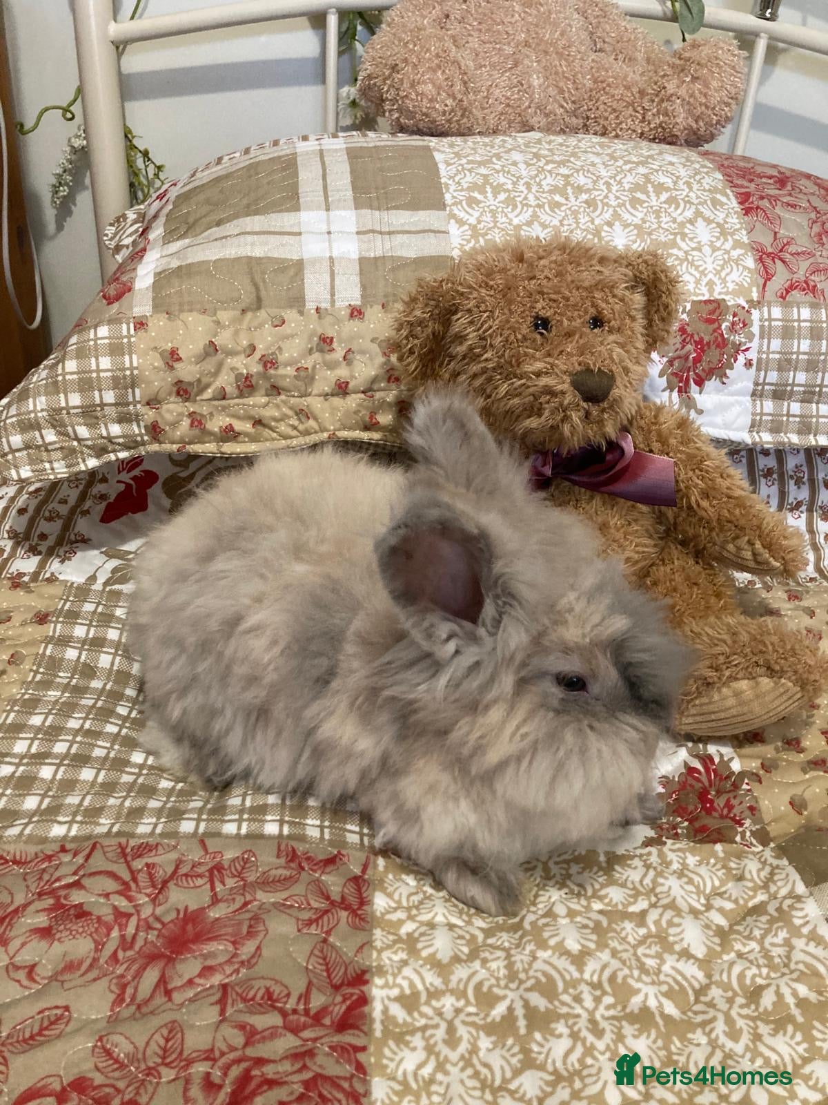 Angora rabbits Adorable angora babies - Advert 1