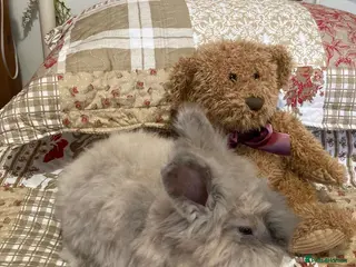 Angora rabbits for sale: Adorable angora babies - Advert 4