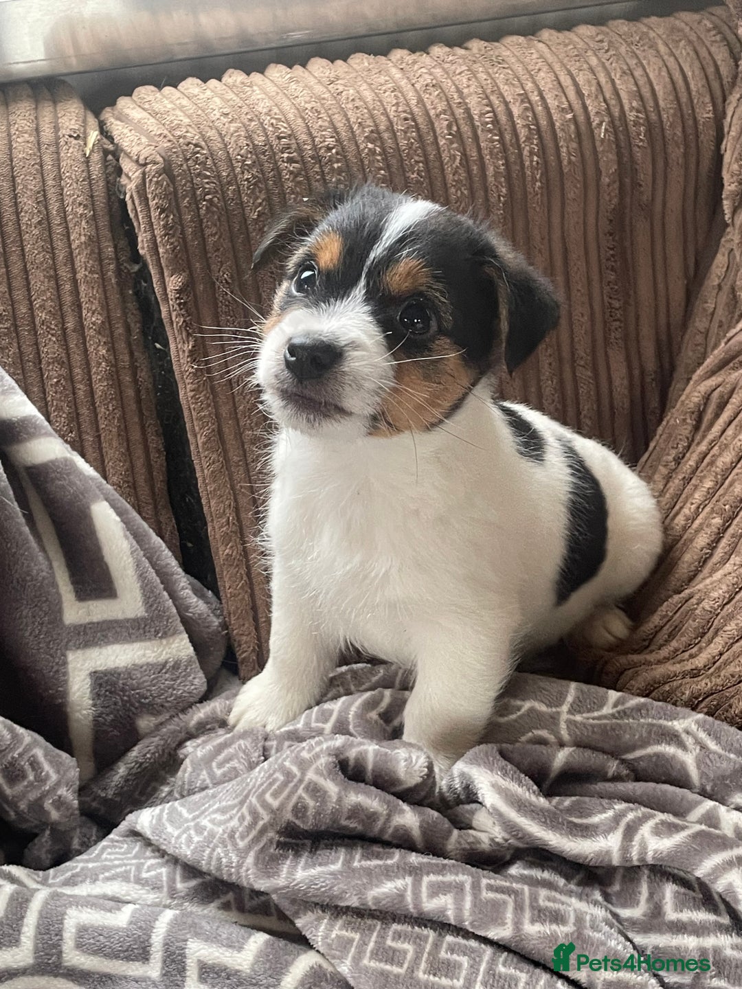 Jack Russell dogs for sale: Jack Russell 2 girls 1 boy - Advert 1
