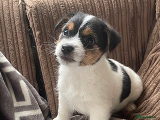 Jack Russell dogs Jack Russell 2 girls 1 boy - Advert 2