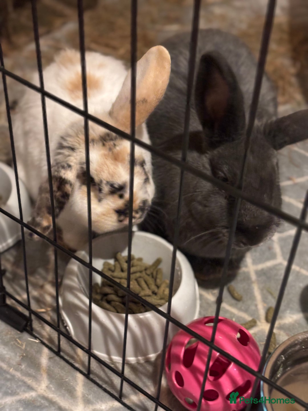 Mixed Breed rabbits for sale: 2 rabbits in need of forever home - Advert 2
