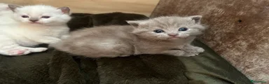British Shorthair Kitten grey girl