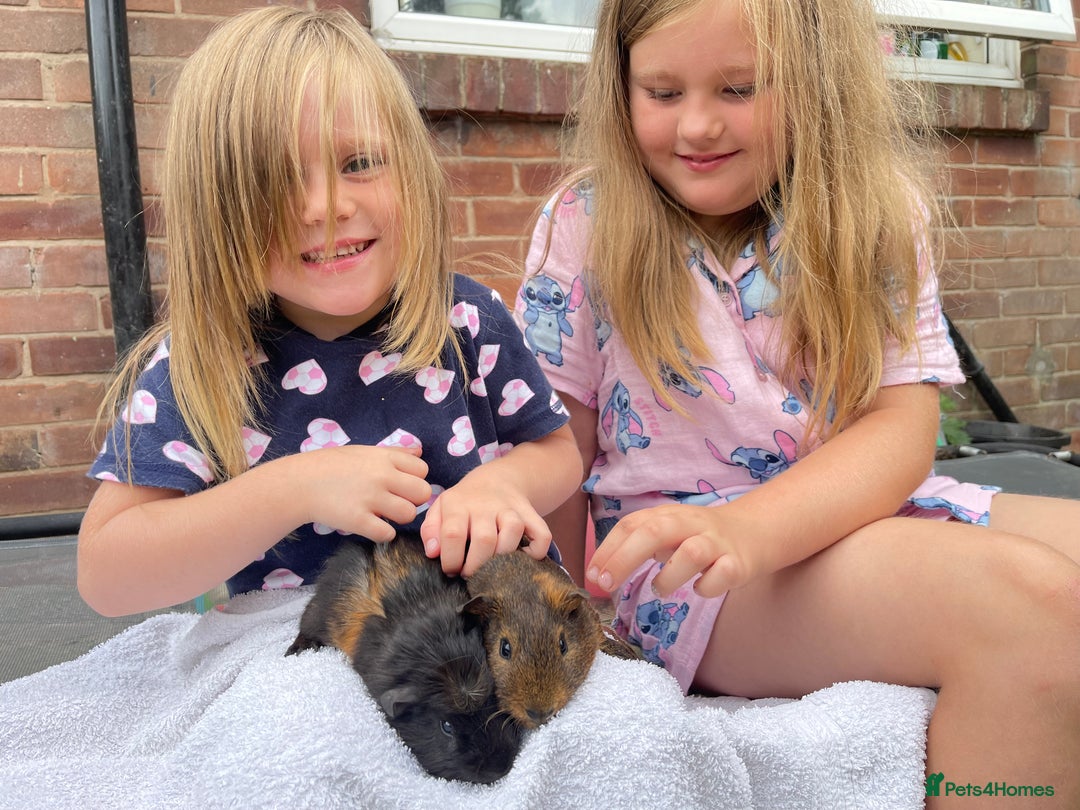 Guinea Pig rodents for sale: 2 Baby Guinea Pigs Looking For Homes in Wigan - Image 13