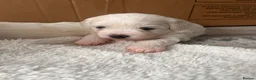Maltese dogs for sale: New Home - Advert 3