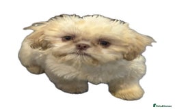 Shih Tzu dogs for stud: Tiny Percy  🤍 💙 New boy on the block - Image 2