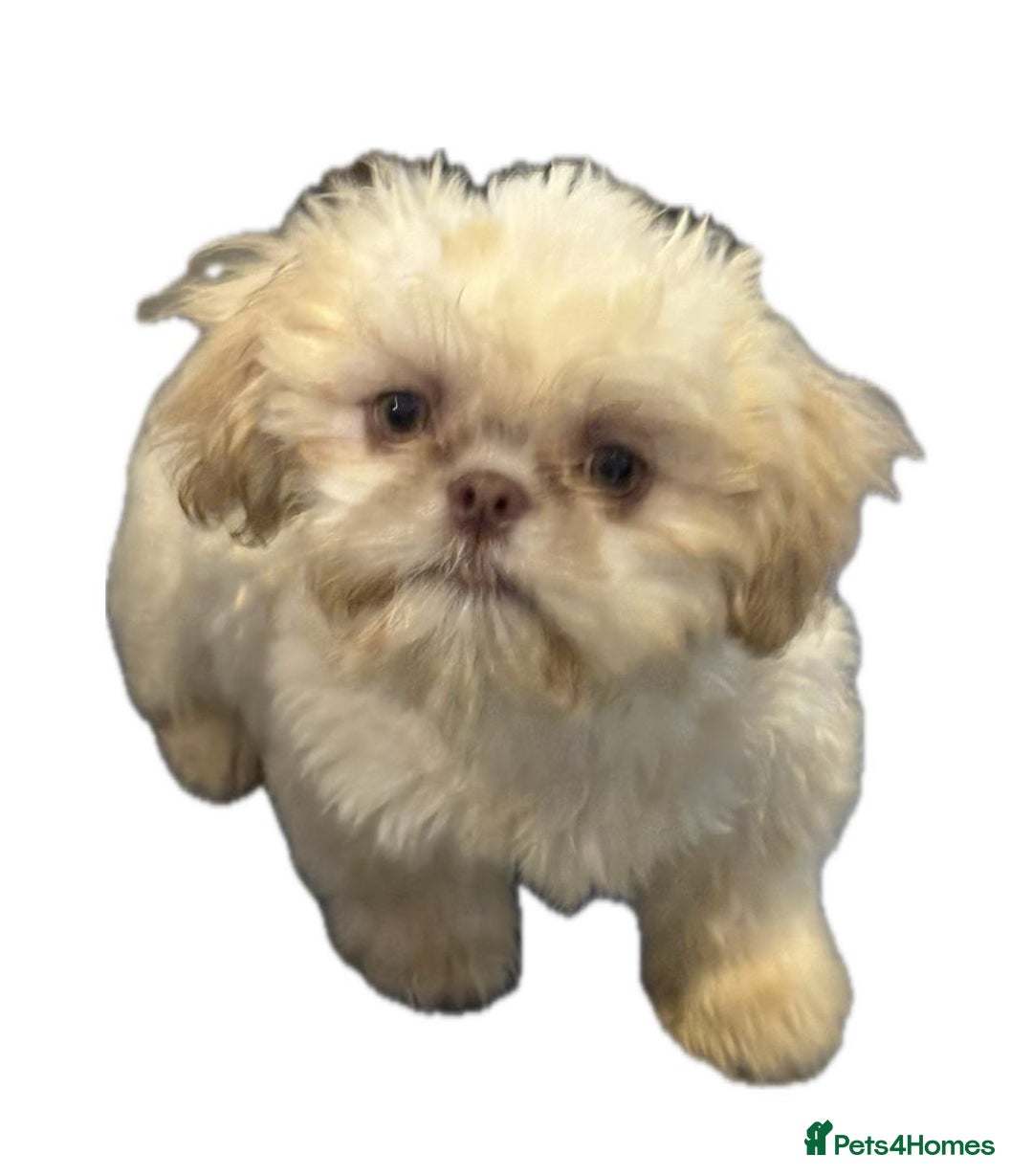Shih Tzu dogs for stud: Tiny Percy  🤍 💙 New boy on the block - Image 2