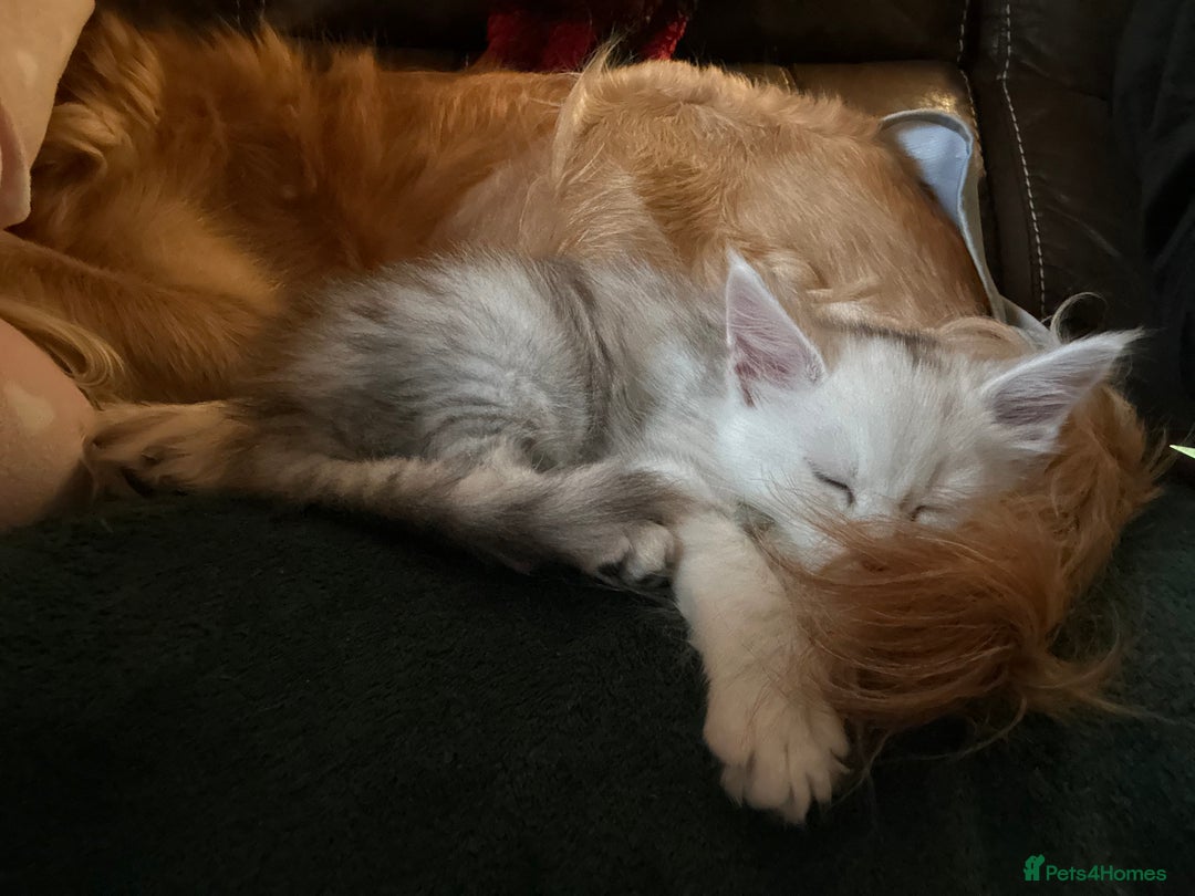 Maine Coon cats for sale: TICA PEDIGREE MAINE COON SHADED KITTENS AVAILABLE - Advert 9