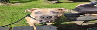 Mastiff 2
