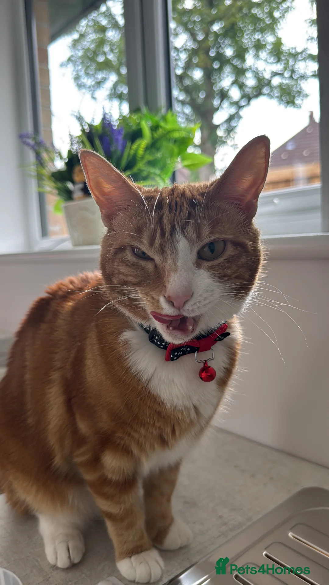 Mixed Breed cats for sale: Marla cat she’s 3 not 2 I can’t change  - Advert 31