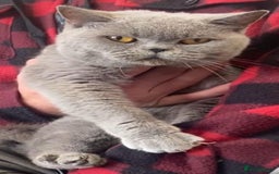 British Shorthair cats for sale: GCCF BritishShortHair 4 girlcats active registered - Image 2