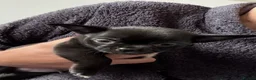 Chihuahua dogs for sale: Beautiful Chihuahua Pups - Last Puppy - Advert 14