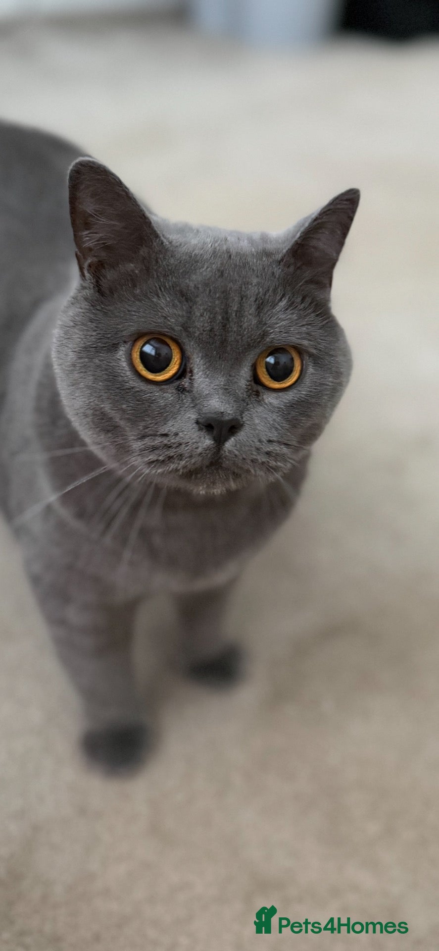 British Shorthair cats British shorthair 3 years old - Advert 4
