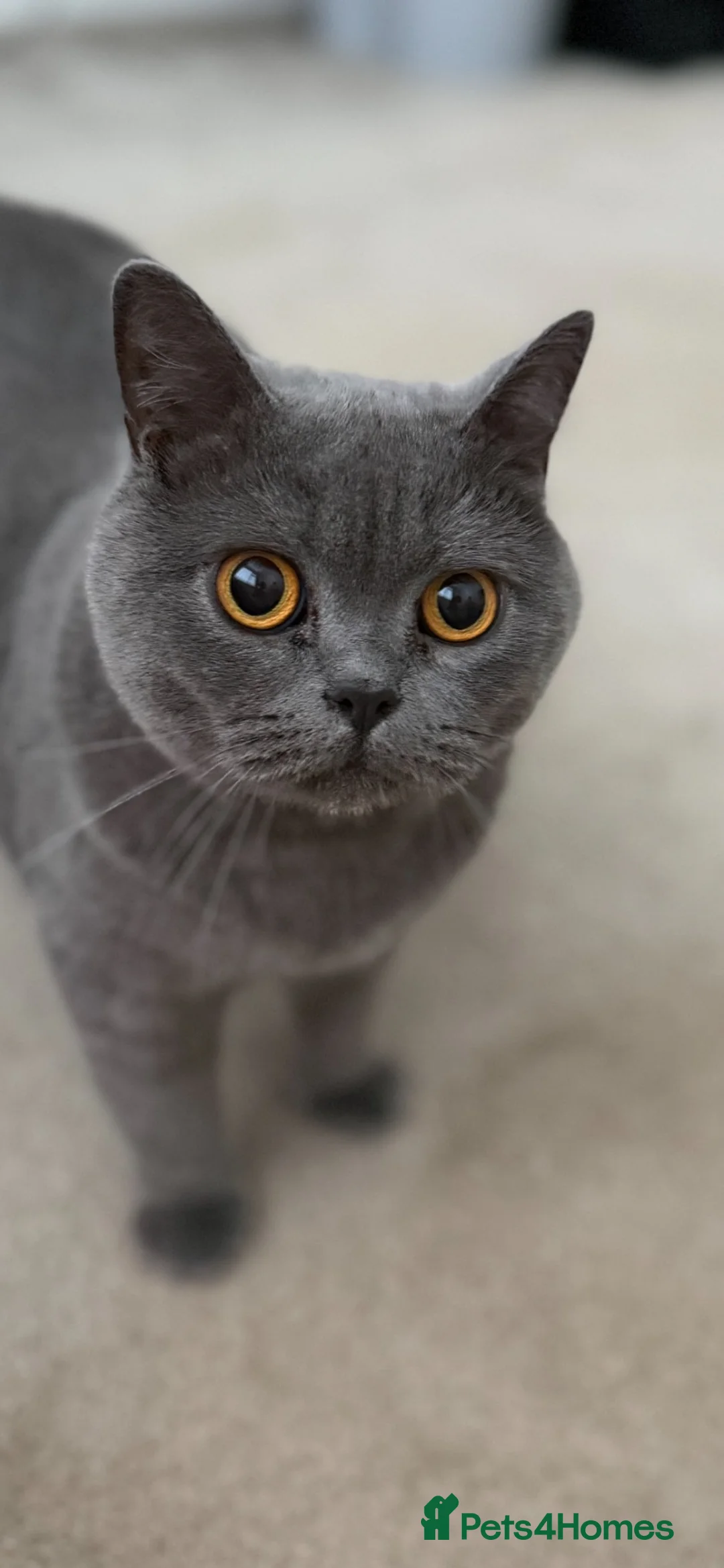 British Shorthair cats for sale: British shorthair 3 years old - Advert 1