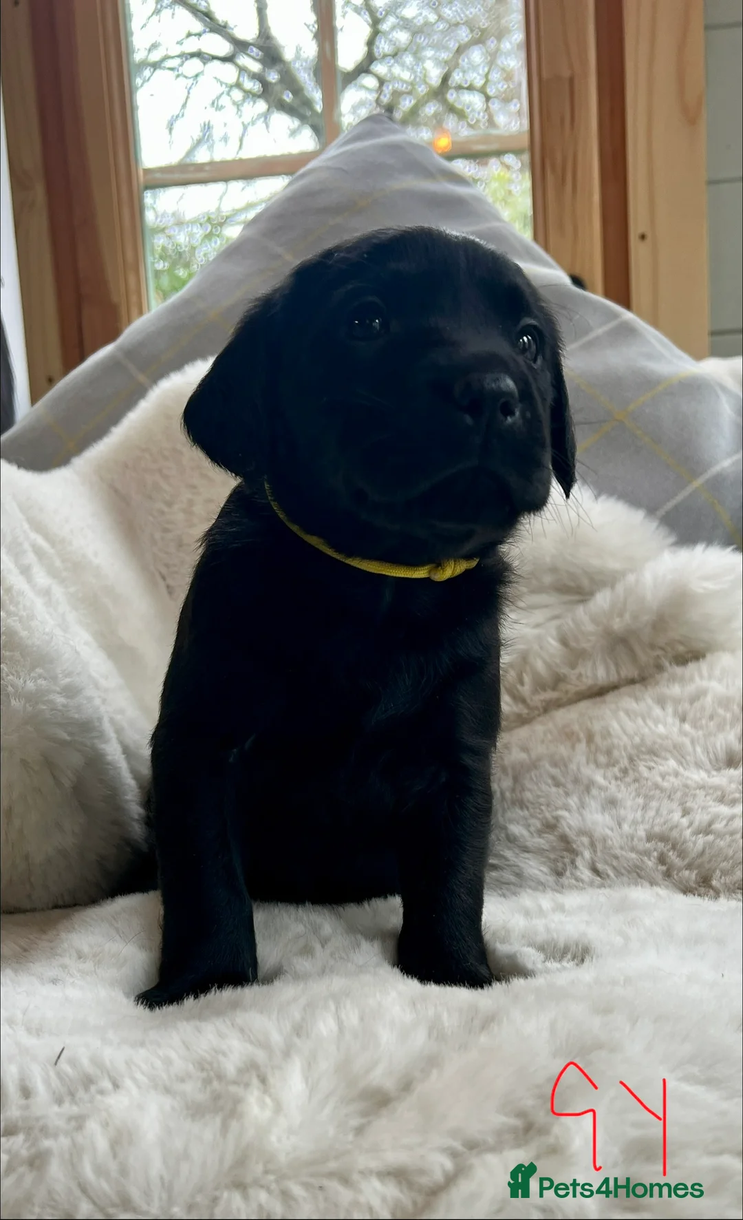 Labrador Retriever dogs for sale: KC black Labradors  - Advert 17