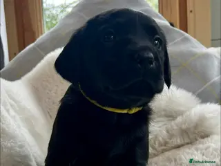 Labrador Retriever dogs KC black Labradors - Advert 1