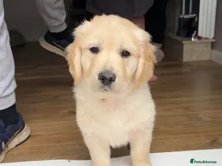 Golden Retriever dogs 1 GIRL LEFT Golden retriever puppies - Advert 13