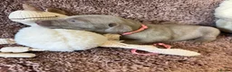 Weimaraner dogs for sale: Weimaraner Silver Grey Girl Pups - Ganult showline - Advert 14