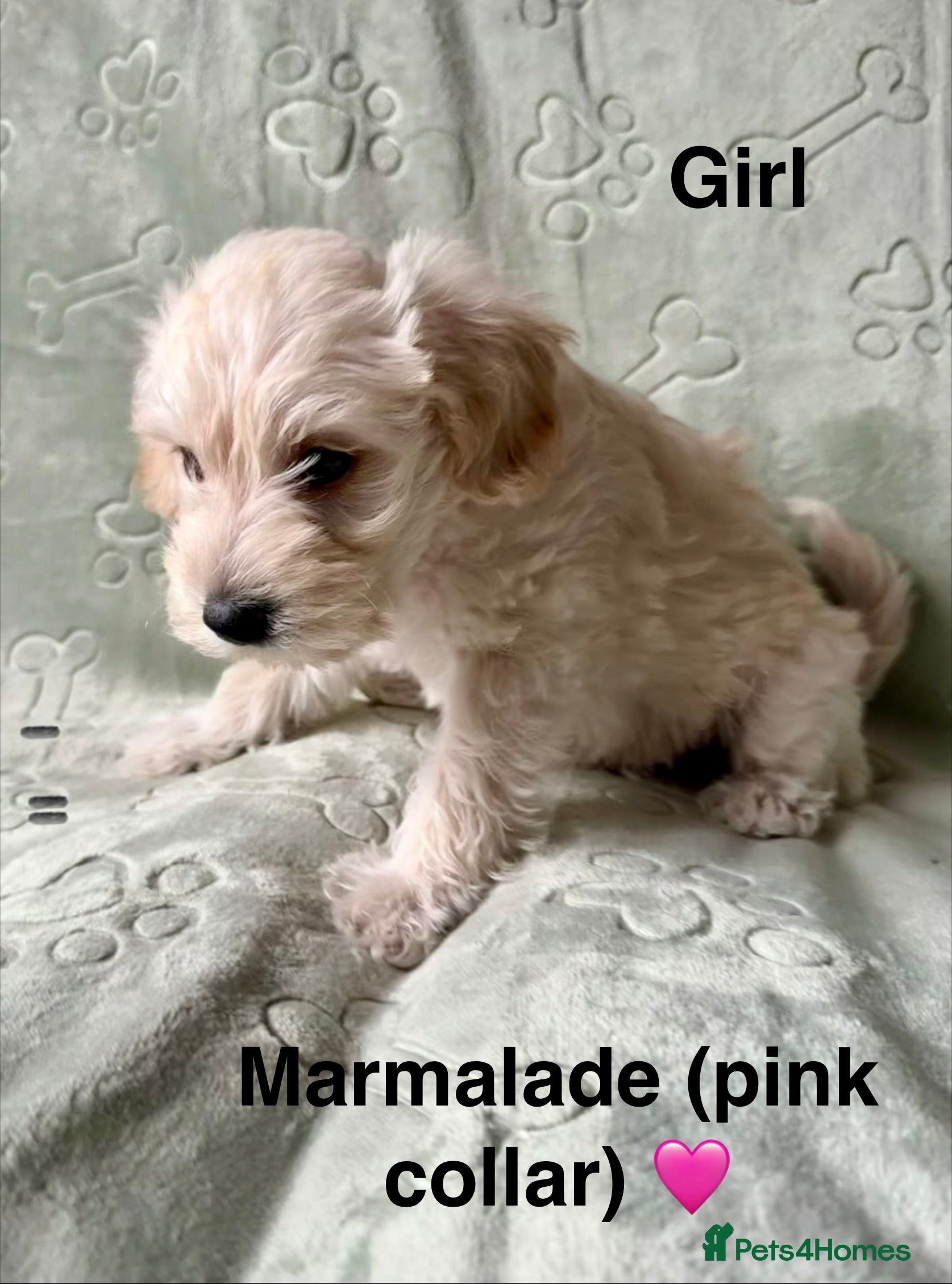 Schnoodle dogs Beautiful F1 Schnoodle Puppies - Advert 2