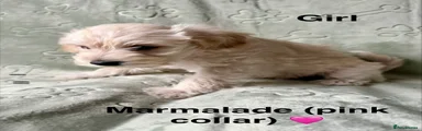 Marmalade (pink collar)