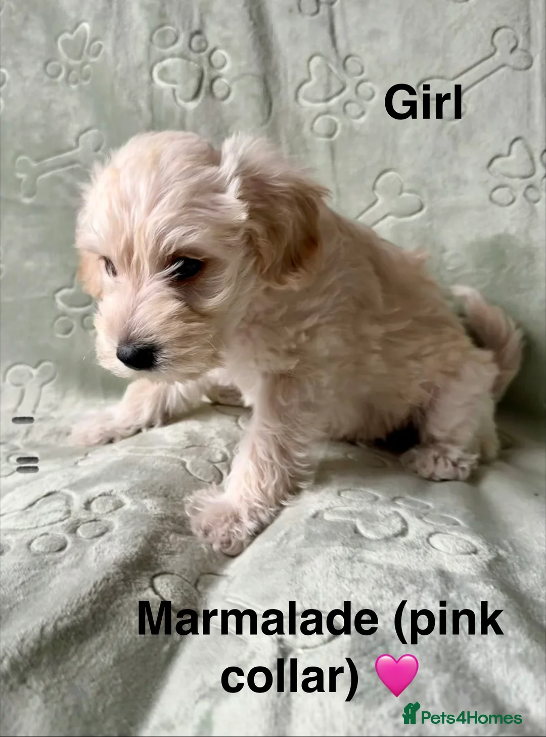 Schnoodle dogs for sale: Beautiful F1 Schnoodle Puppies - Advert 2