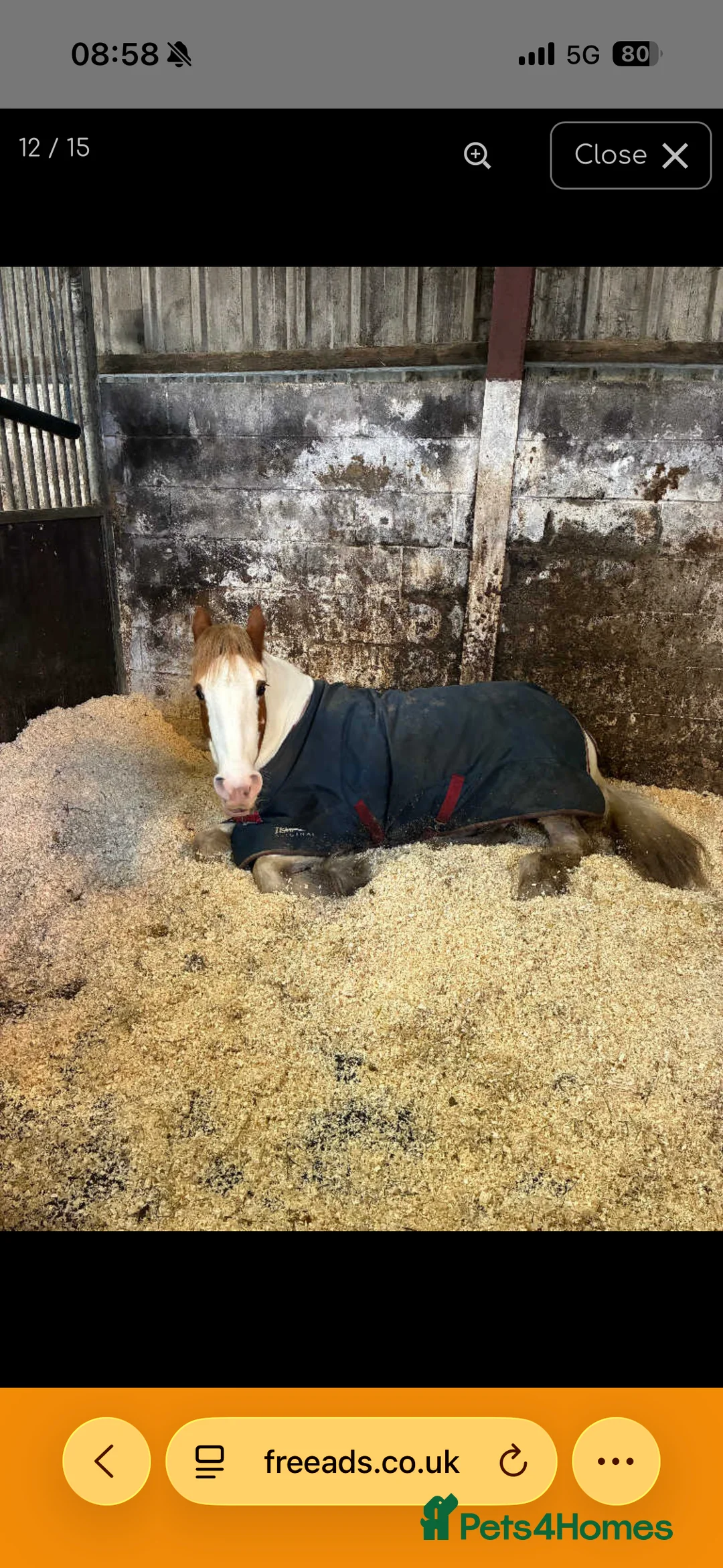 Irish Cob horses for sale: Joey 14.2 Cob  - Advert 5