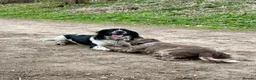 Cocker Spaniel dogs for stud: KC registered - Cocker Spaniel Stud - OTIS - Advert 9