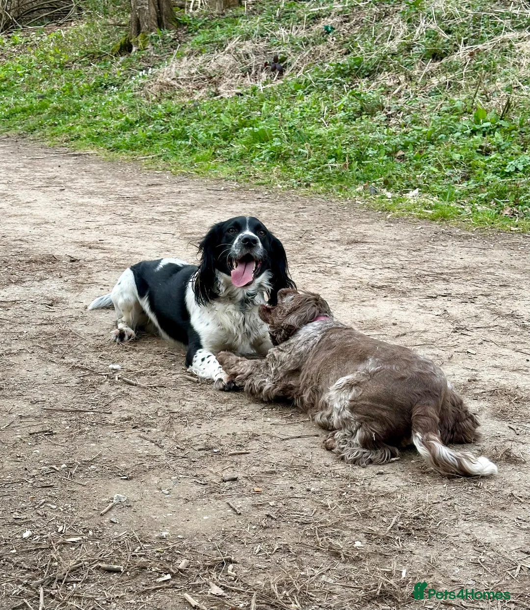 Cocker Spaniel dogs for stud: KC registered - Cocker Spaniel Stud - OTIS - Advert 9