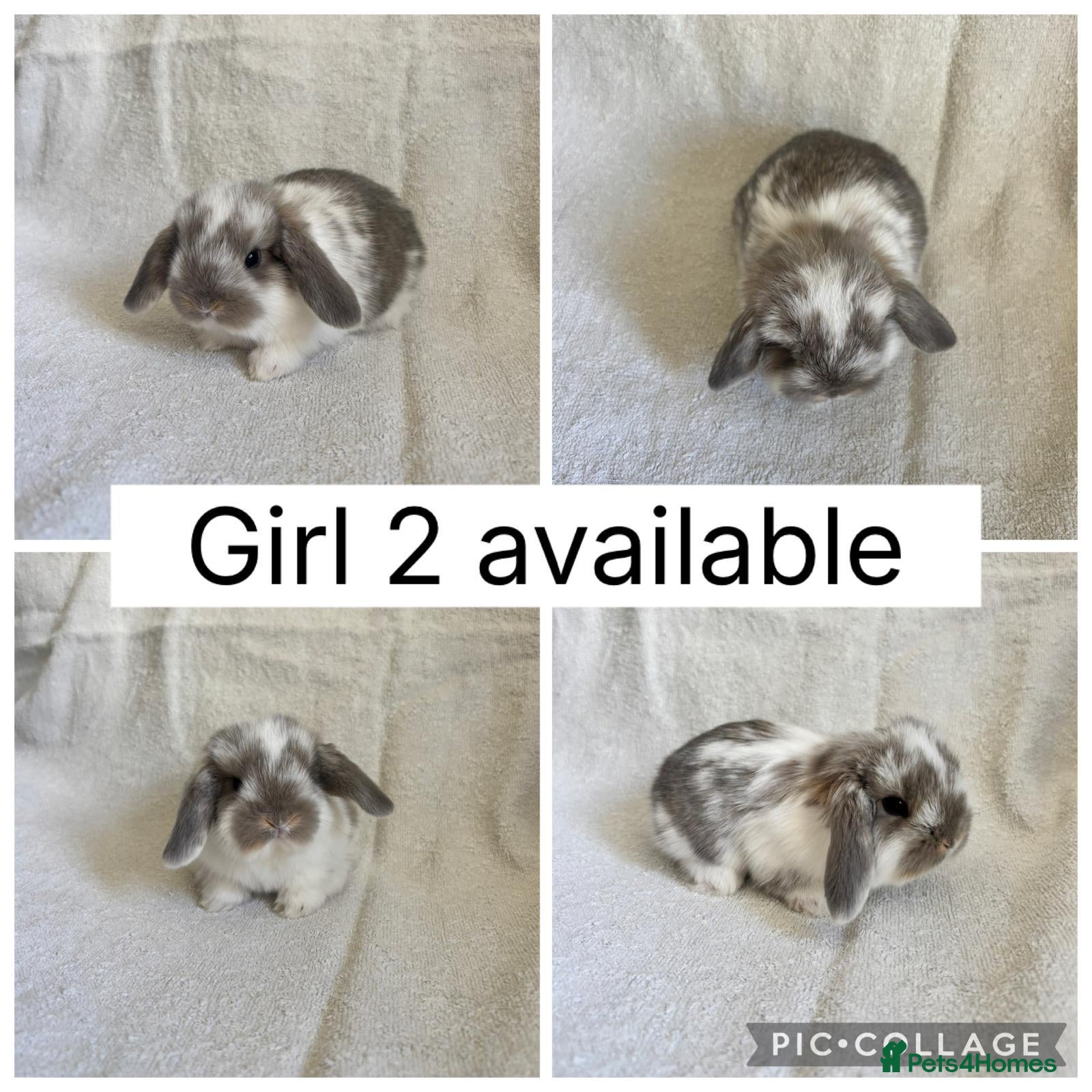 Mini Lop rabbits 6 beautiful baby mini lops ready to reserve - Advert 2