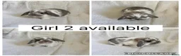 Mini Lop rabbits for sale: 6 beautiful baby mini lops ready to reserve - Advert 2