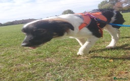 Mixed Breed dogs for adoption: Tilda  - Image 25