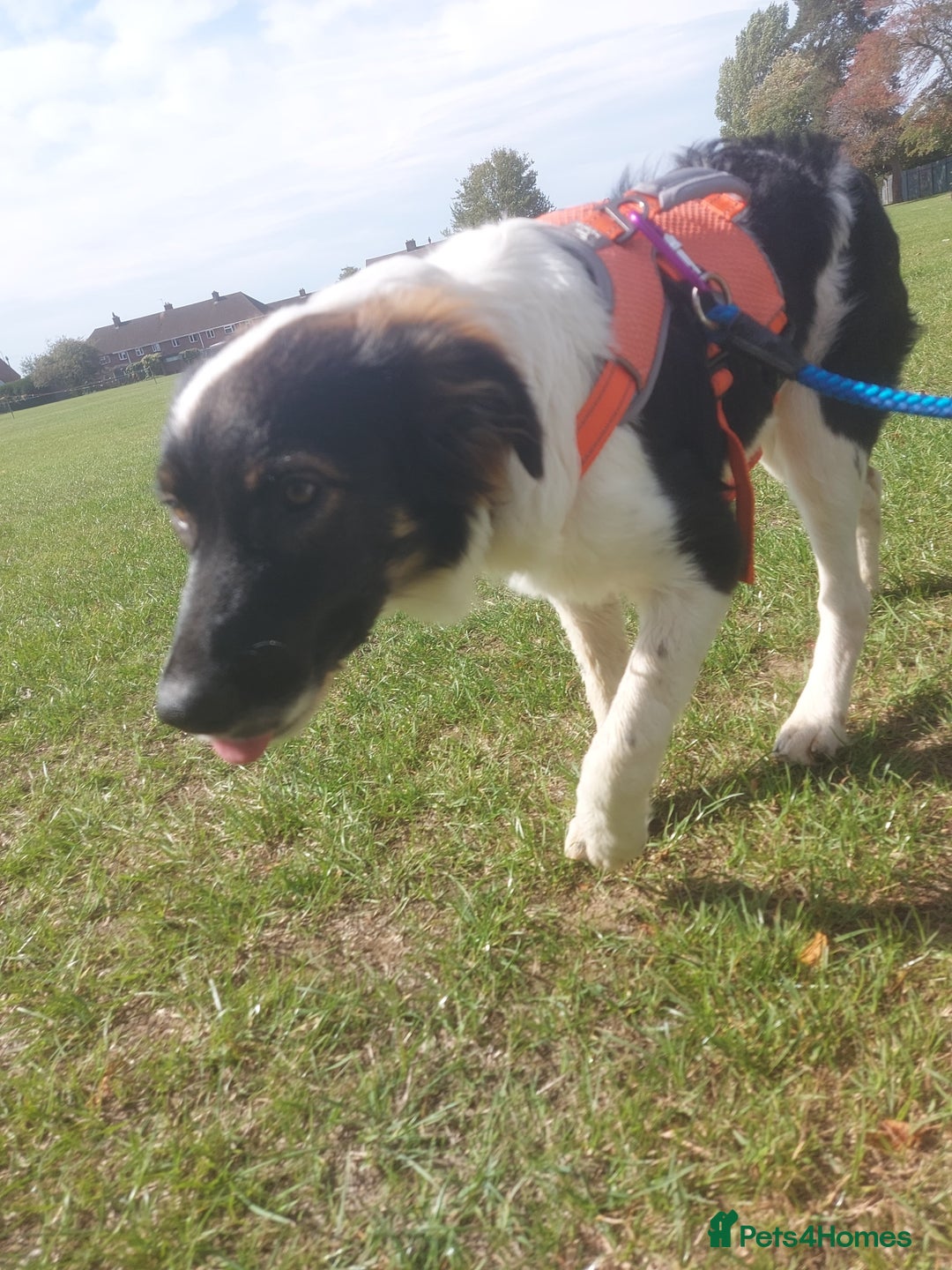 Mixed Breed dogs for adoption: Tilda  - Image 25