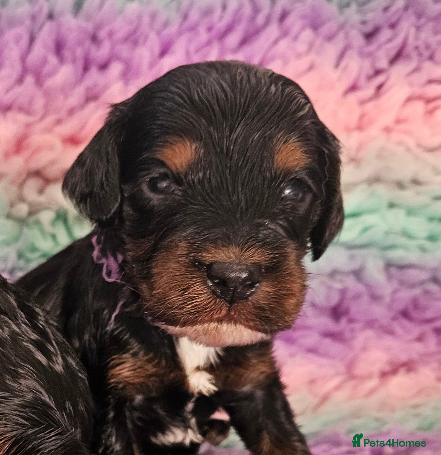 Cockapoo dogs Licensed breeder Show cockapoo litter! BOYS ONLY  - Advert 18