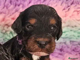 Cockapoo dogs Licensed breeder Show cockapoo litter! BOYS ONLY - Advert 18