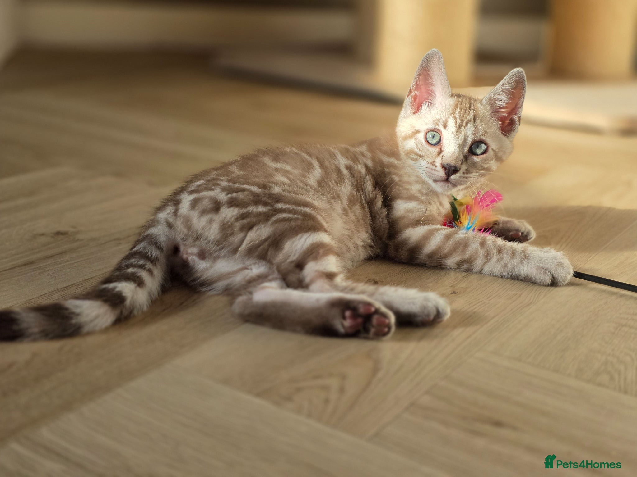 Bengal cats Gorgeous Health Tested Bengals  - Advert 1
